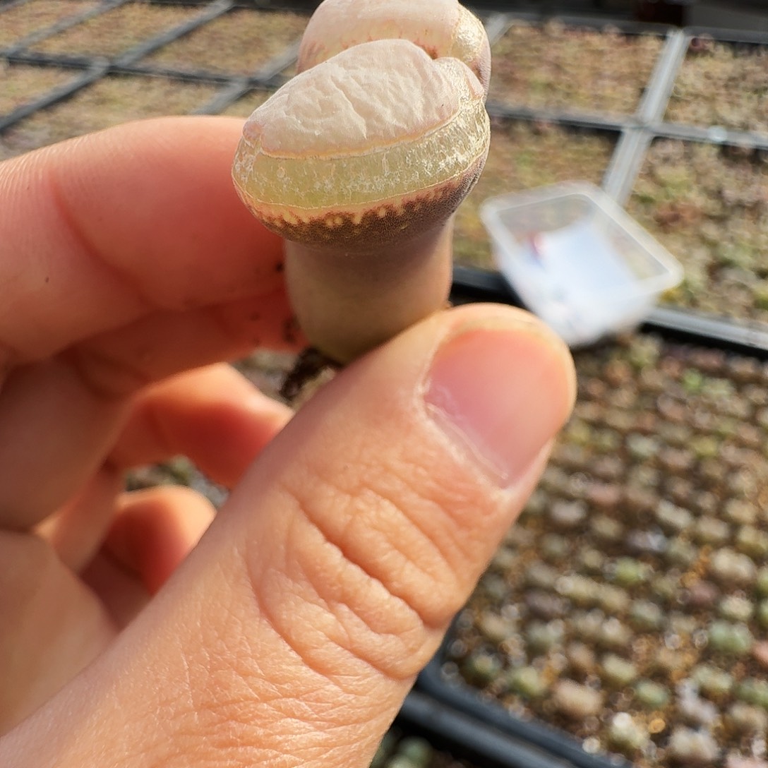 劳****多肉植物福利风铃332