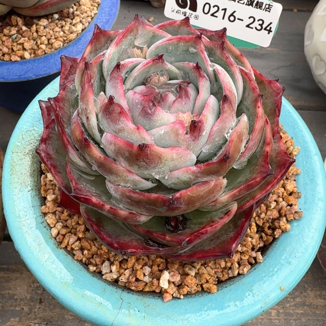 从前慢多肉精选编号0216.234