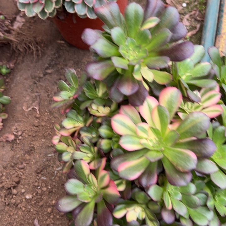 多肉植物七彩砍过头