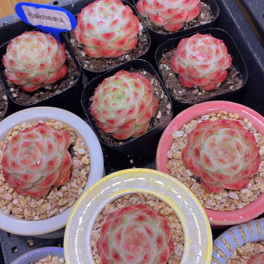 量拍116号 桃露珍妮单头一个