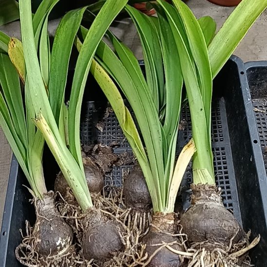 无花朵买买买5-6发二个