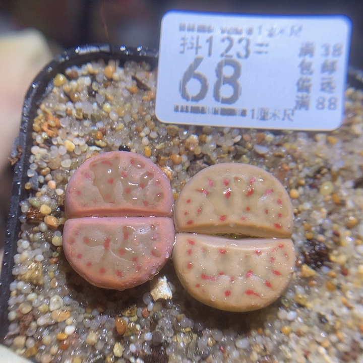 精品生石花123.68