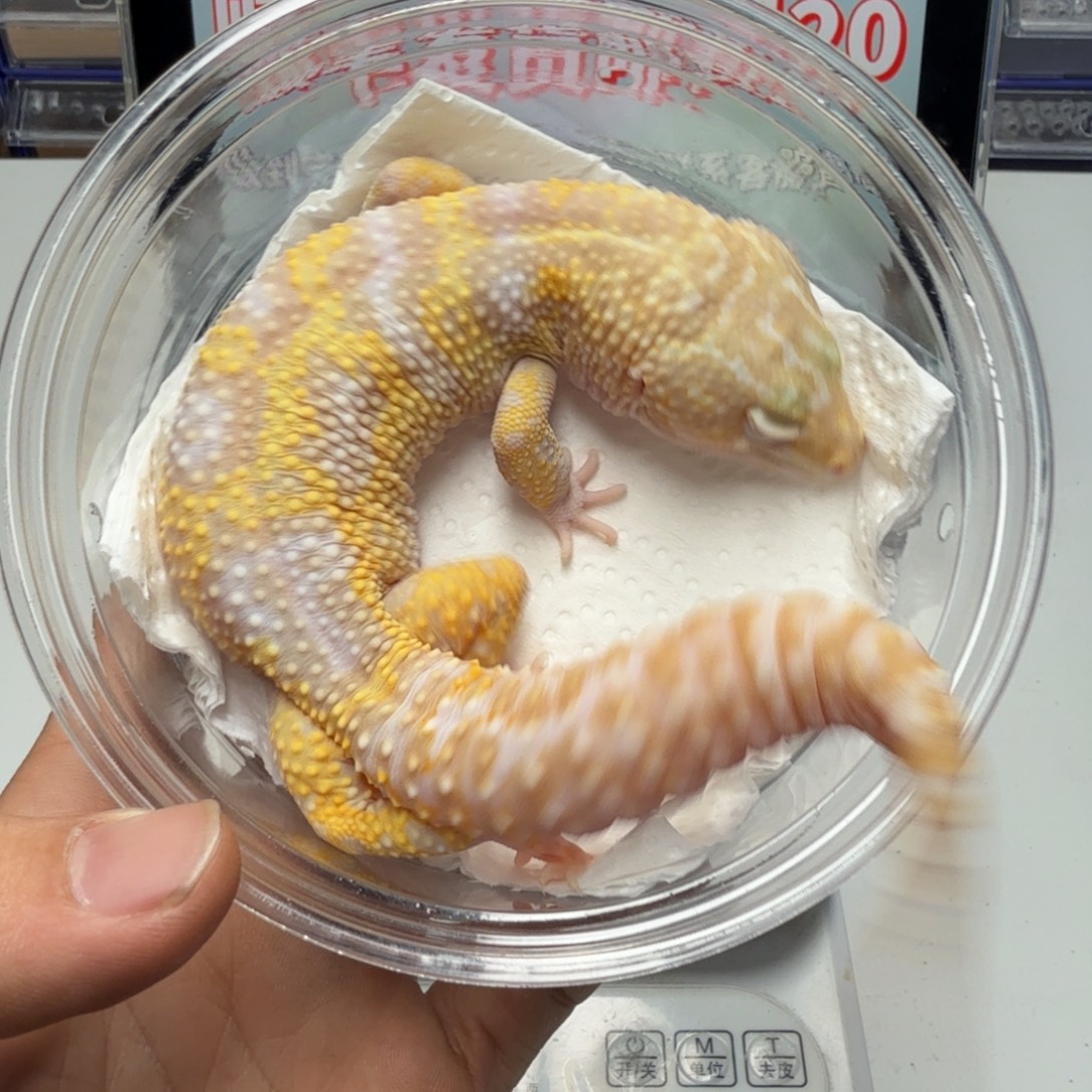 豹纹守宫川普弟弟