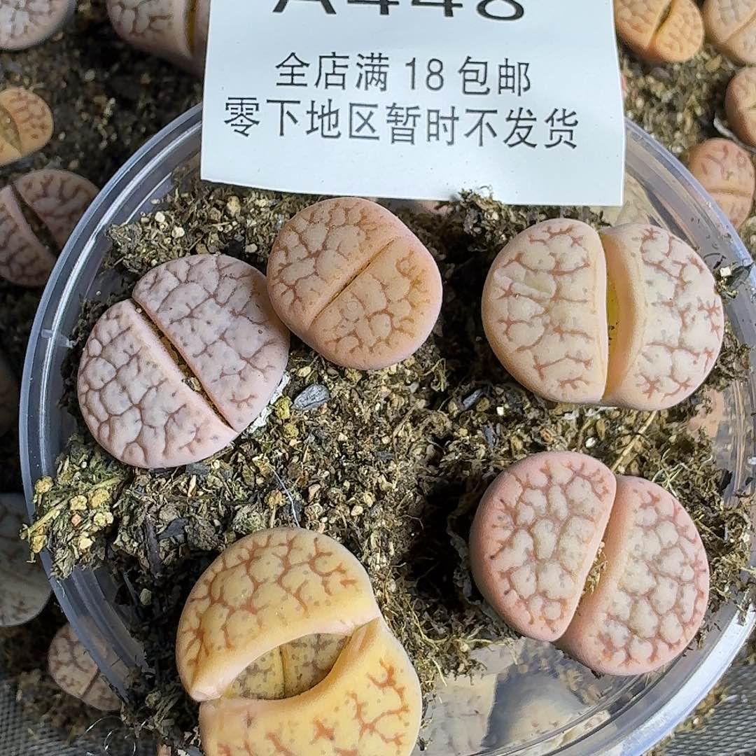 A448 哈哈哈哈哈哈哈哈