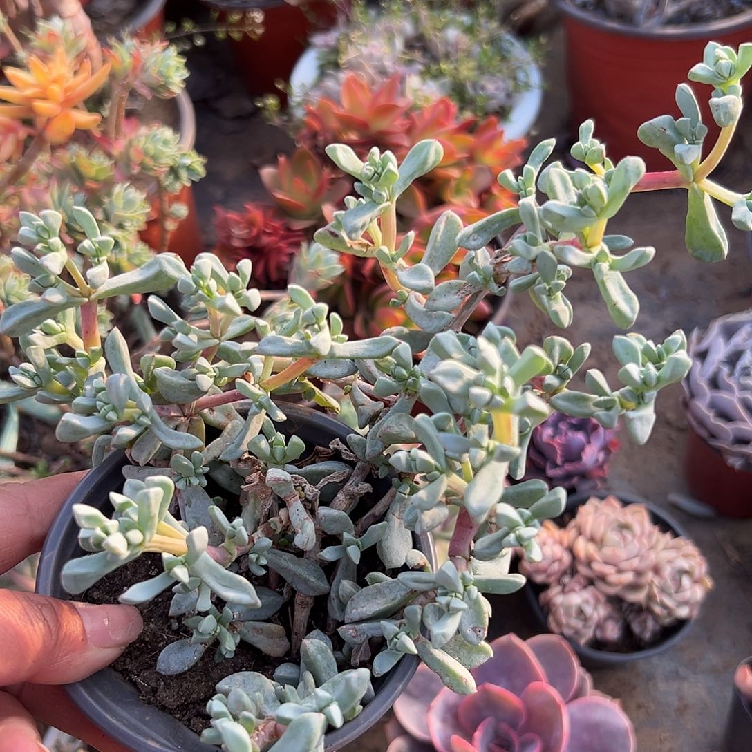 多肉植物白凤菊老庄