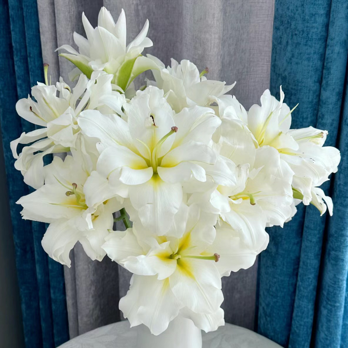 【暴风雪】16/18周长百合种球耐寒香水百合大花浓香型耐寒品种四季