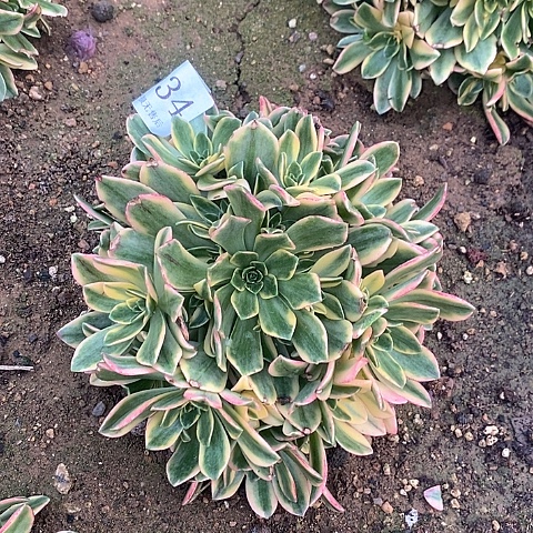 1034甜茶多肉法师