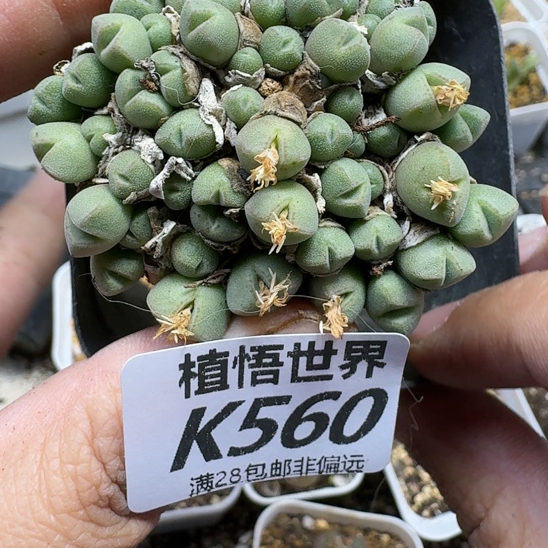 多肉W的润泽的润泽