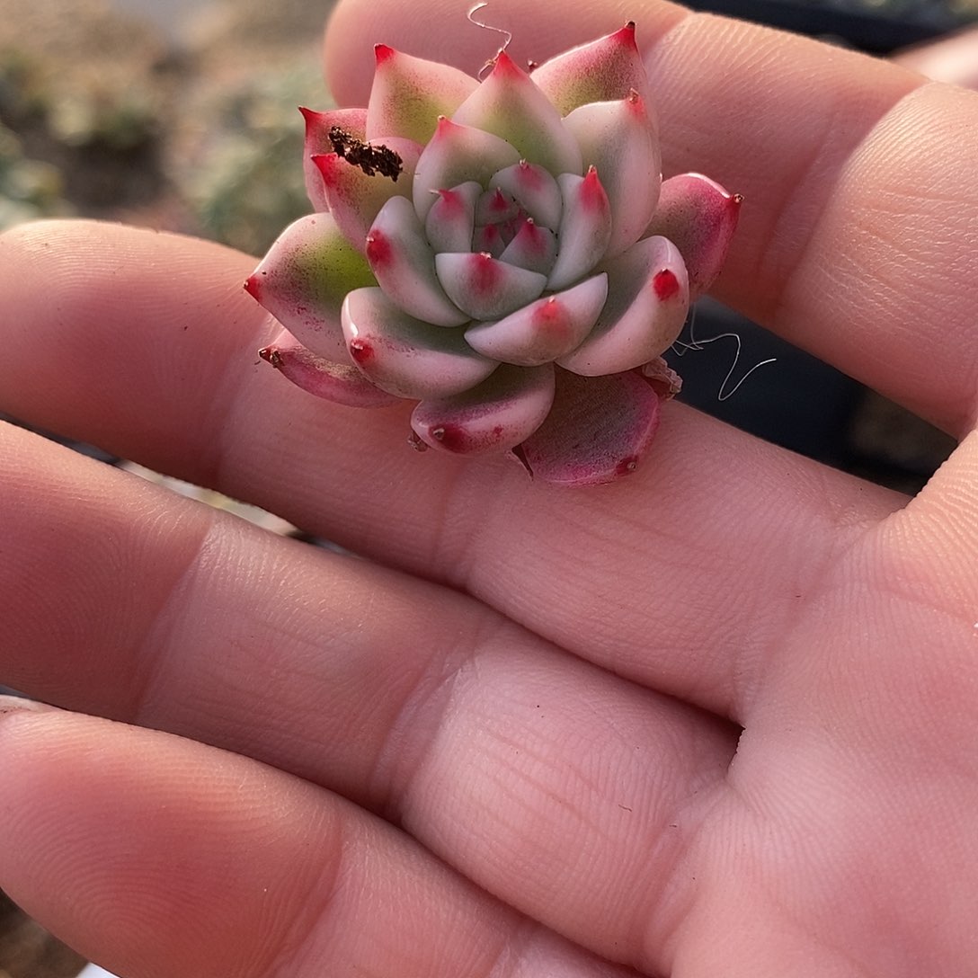 673娃娃锦多肉植物哇啦塞