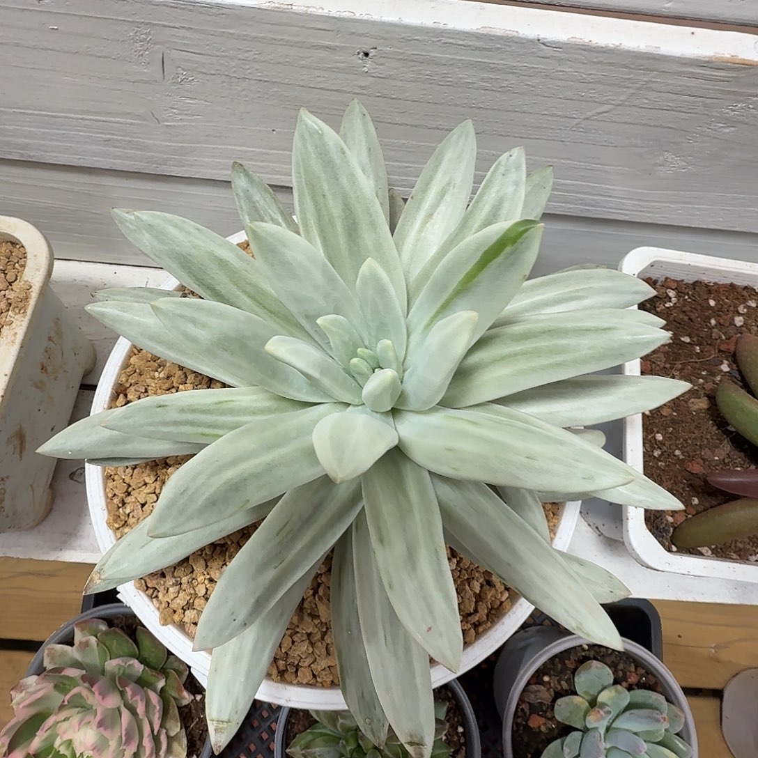 海洋之歌锦111225-7