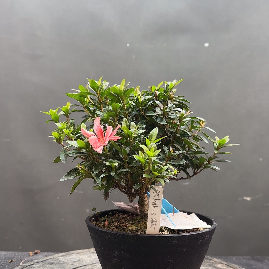 完全开放菊花之舞有花朵