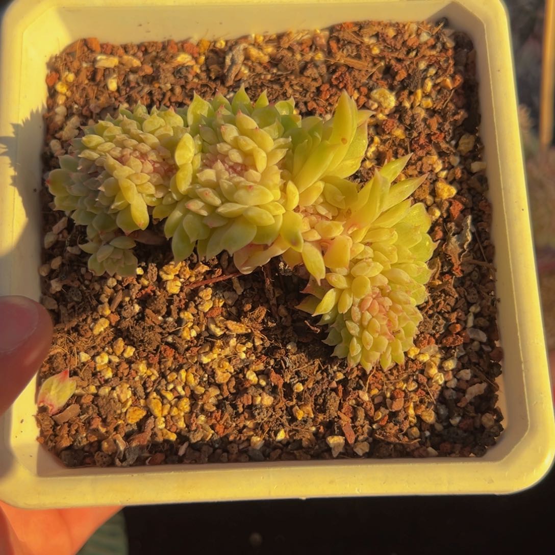 新年快乐 枫叶 新年快乐