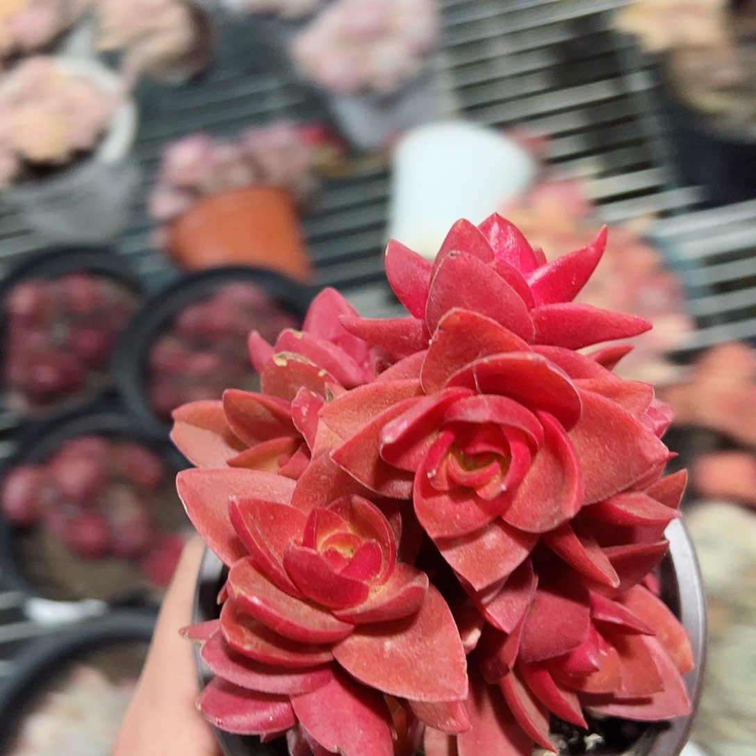 火祭整桩120杯群生