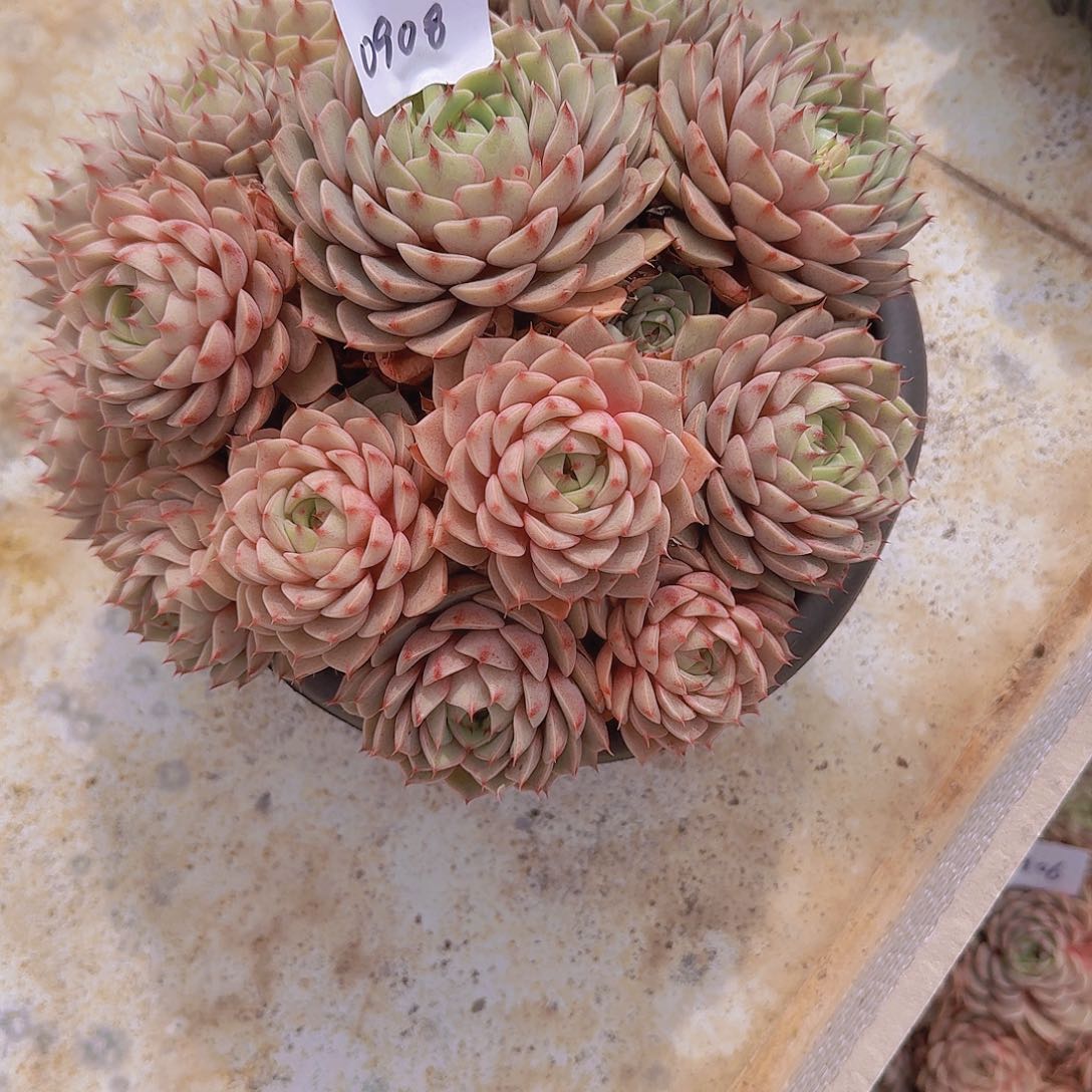 忘*草0908本巴多肉植物