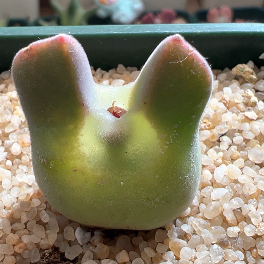 478。青蛙种源大眼空蝉 母本拆头。带种夹