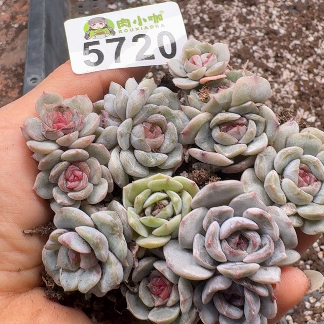 多肉植物多肉植物