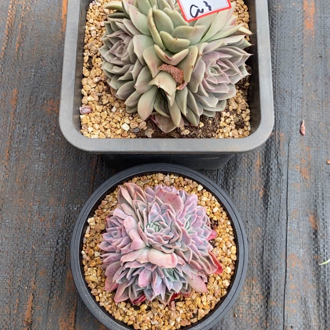 米*丫福利大漏a3         