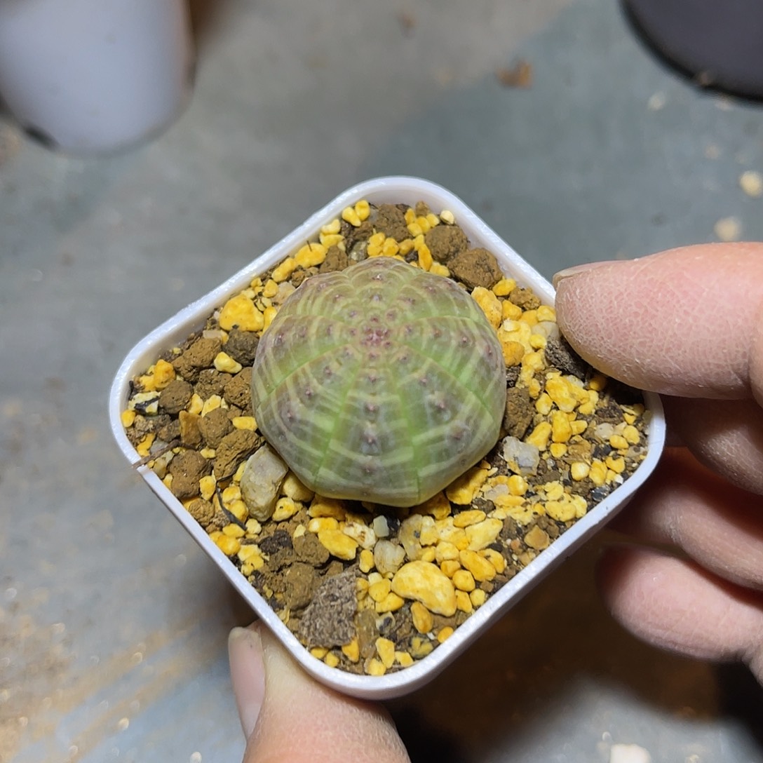 实生欧版布纹球一物一拍