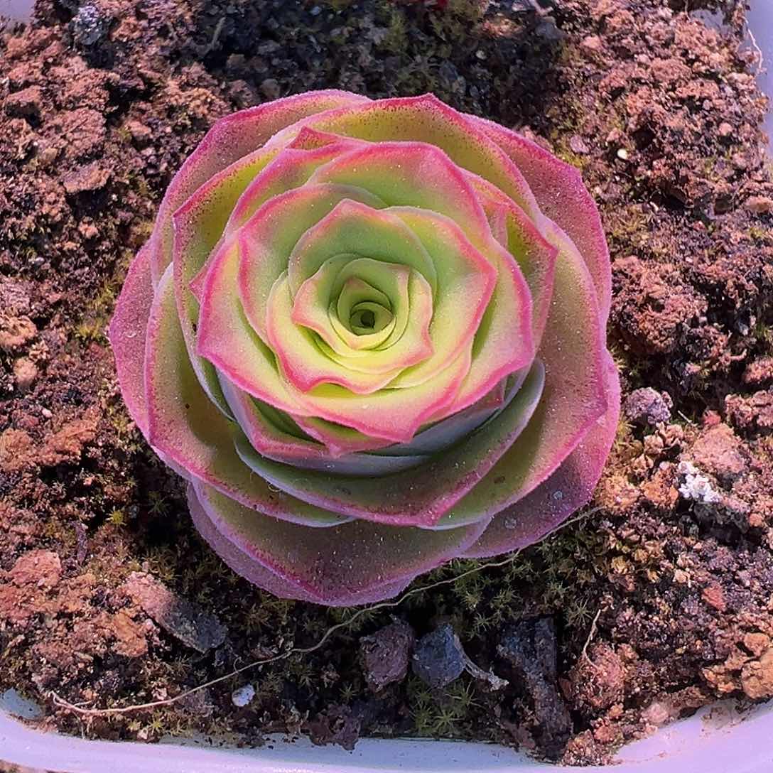 花生 蕾丝mex各种 008