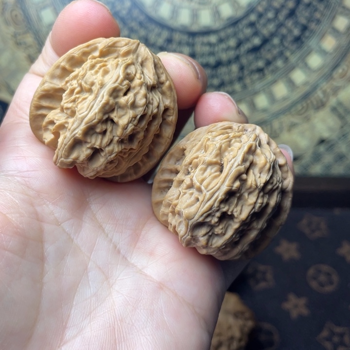 核桃白狮子吼上楼梯看珀