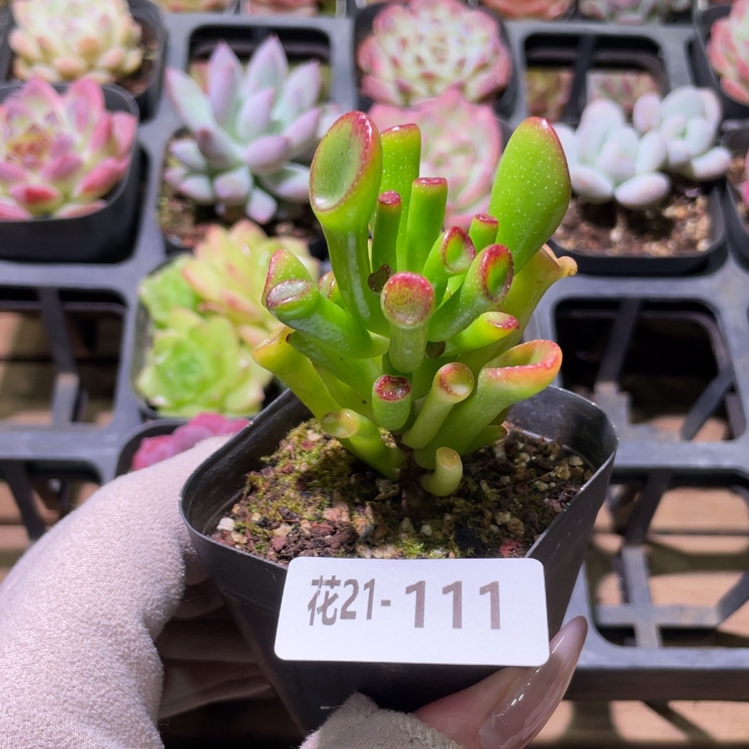 花利美21-111吸财树