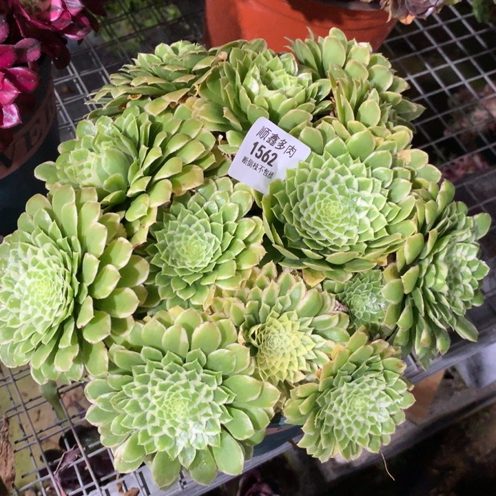 1562翡翠冰多肉植物