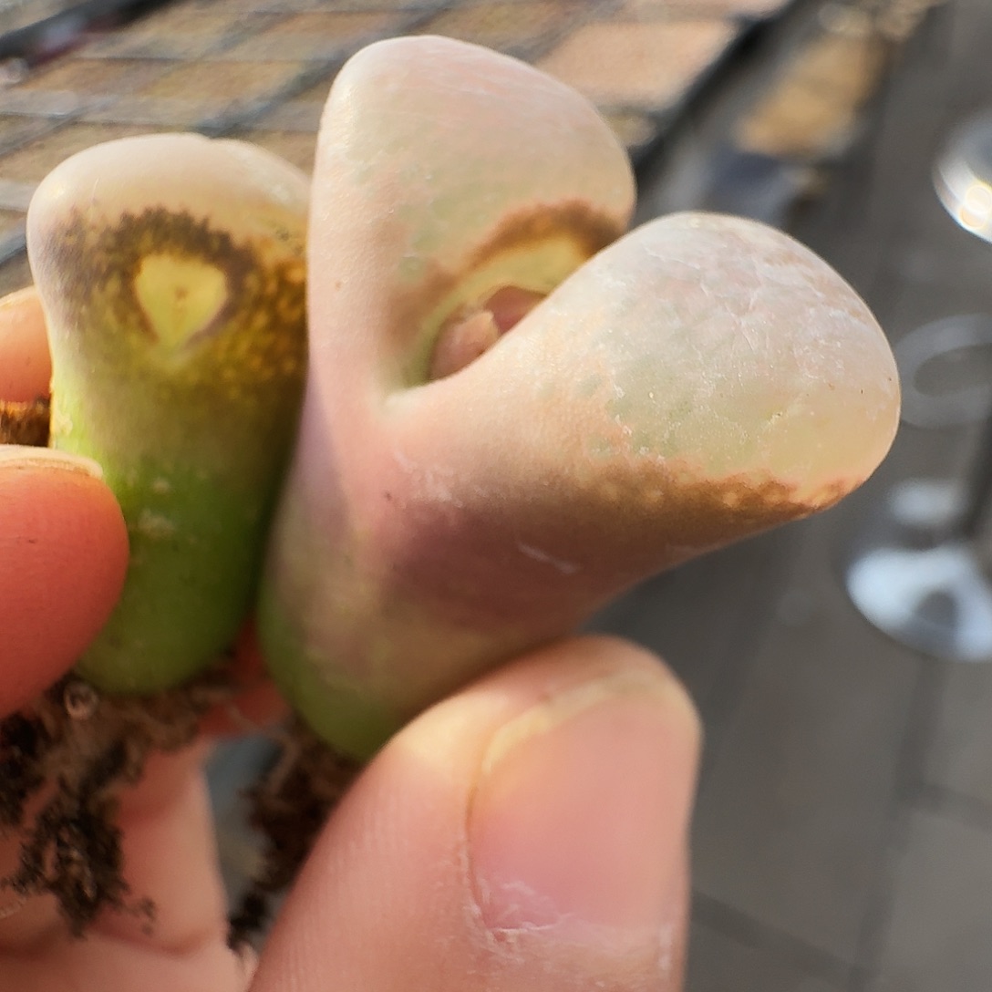 妙****多肉植物福利风铃899