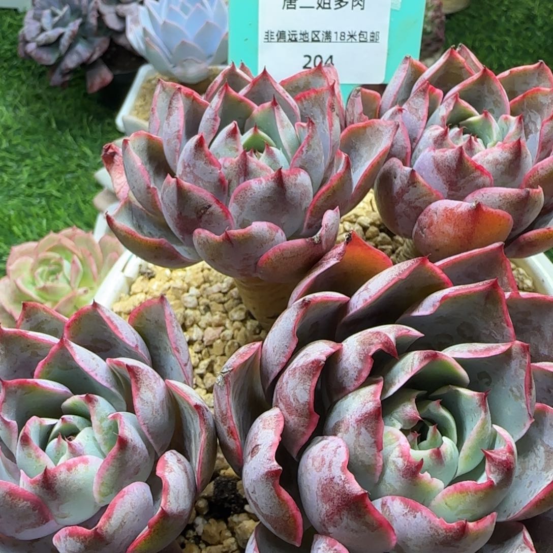 唐二姐多肉编号204