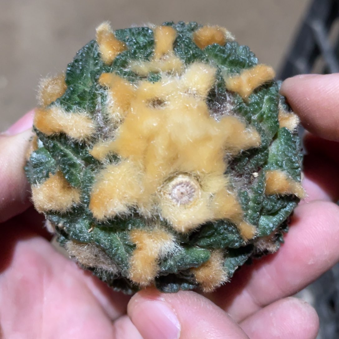 仙人球看过902 仙人球