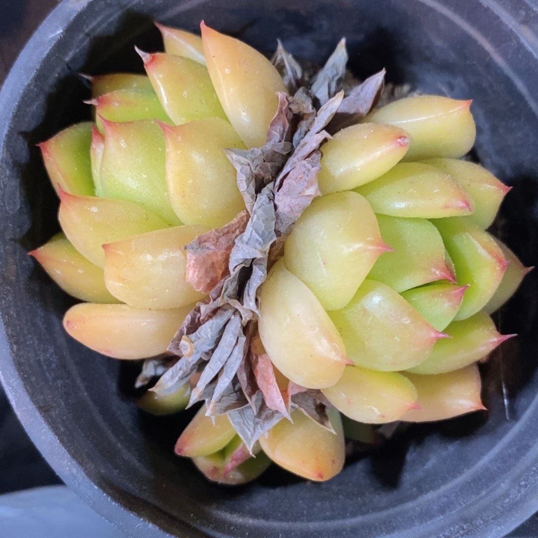 一物一拍精品多肉_