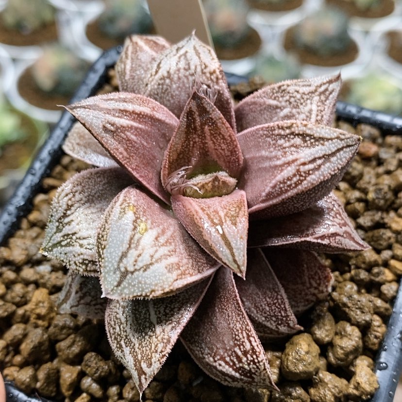 【闪购商品】112白蛇