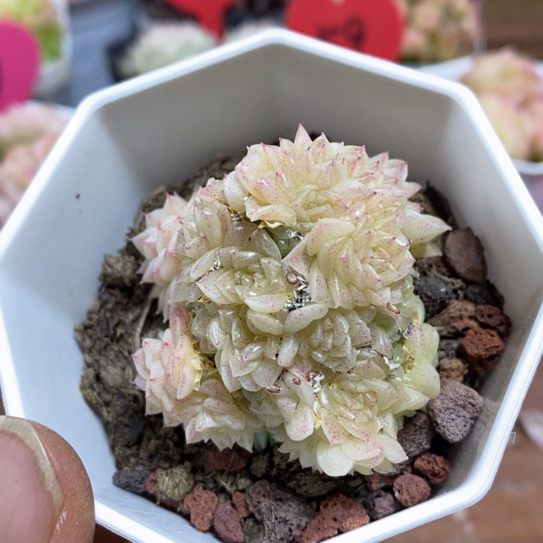 精品多肉一物一拍不包整143