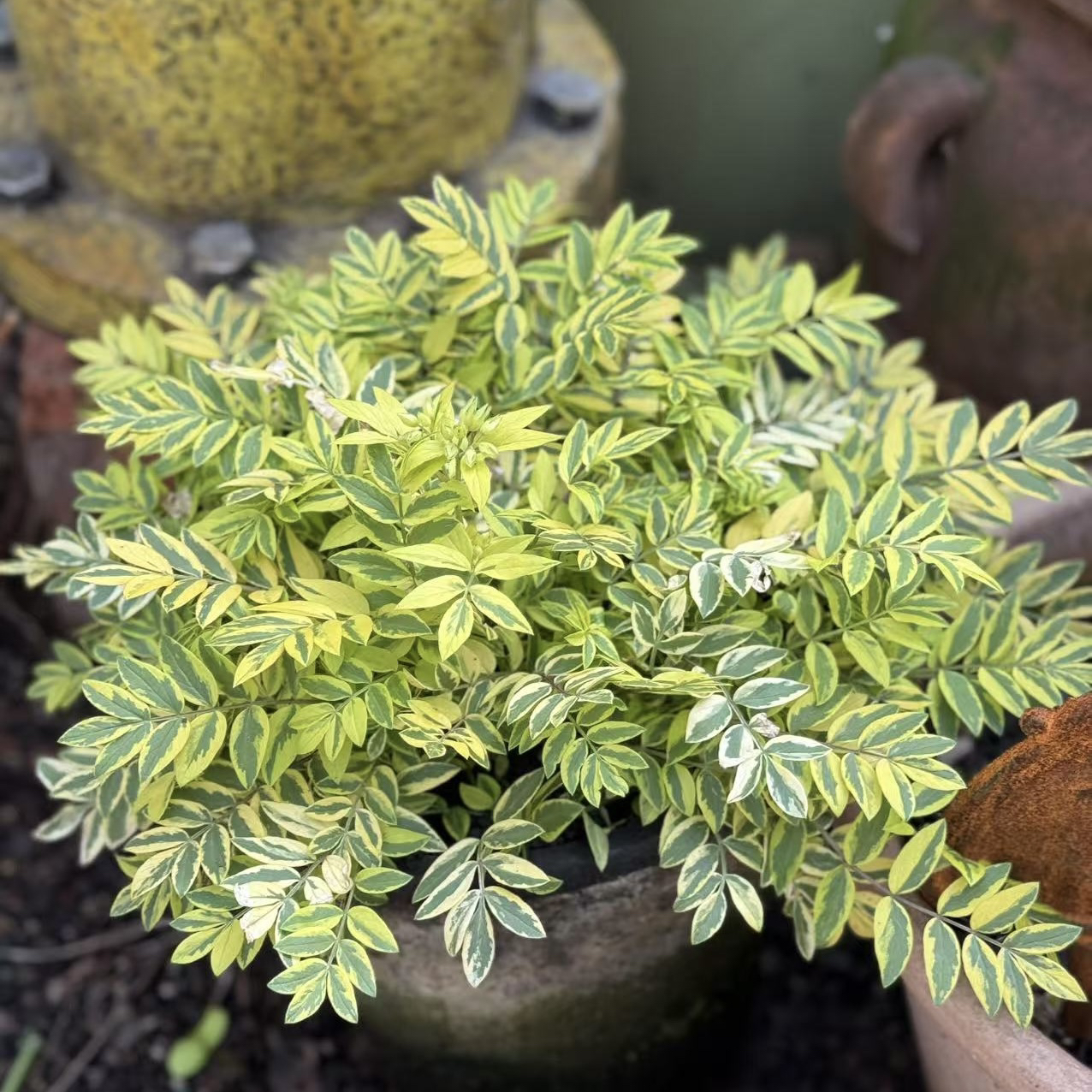 锦叶花荵 金色羽毛 耐阴耐寒 多年生锦叶观叶 庭院阳台盆栽植物