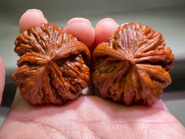 白狮子三棱犀牛角异形精品红油皮手把件件盘它文玩核桃纯天然