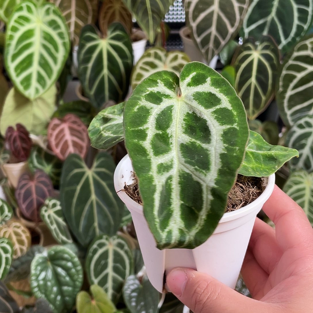 完全开放银虎杂11