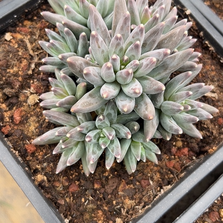 乌拉克拉杂交自然群111