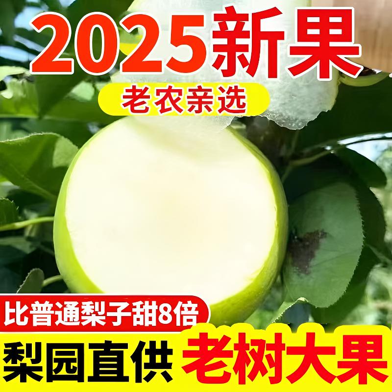 新鲜砀山 酥脆一号 青皮蜜梨 脆甜多汁  肉厚核小 香甜细腻 黄河故道  砀山产地直发 安徽省