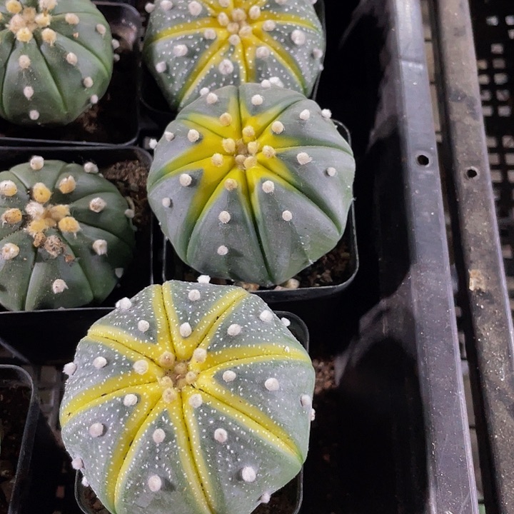 星兜锦6.8带盆土发货