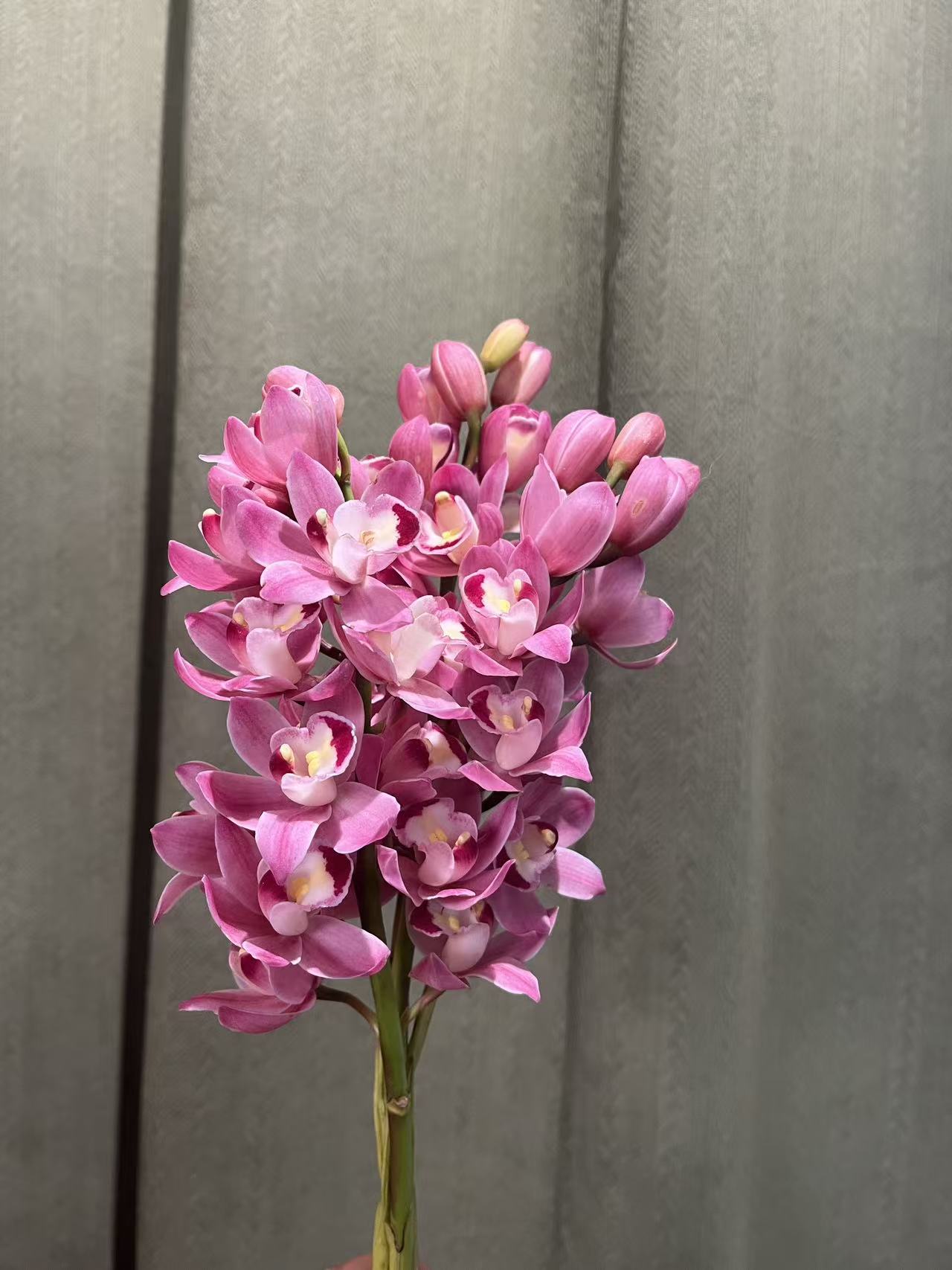 【六朝金粉蕙兰】云南产地直发 | 新鲜采摘