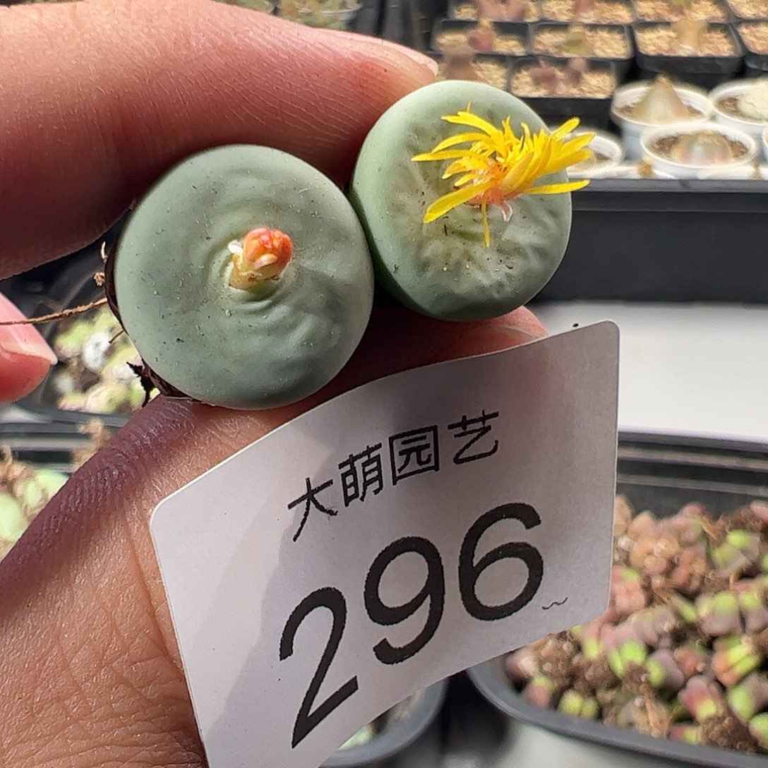 一物一拍。     296