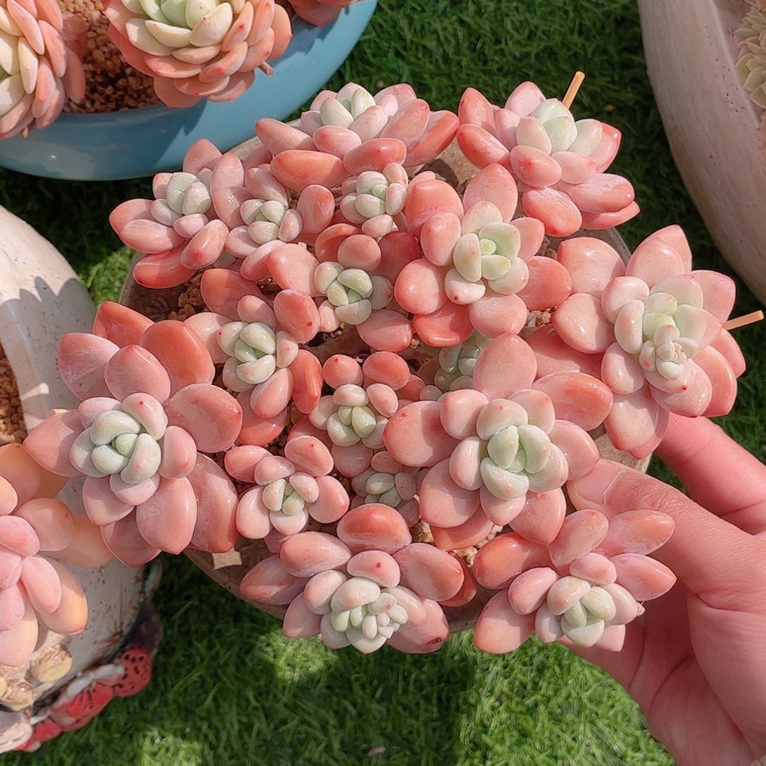 韩版樱花洛神多肉