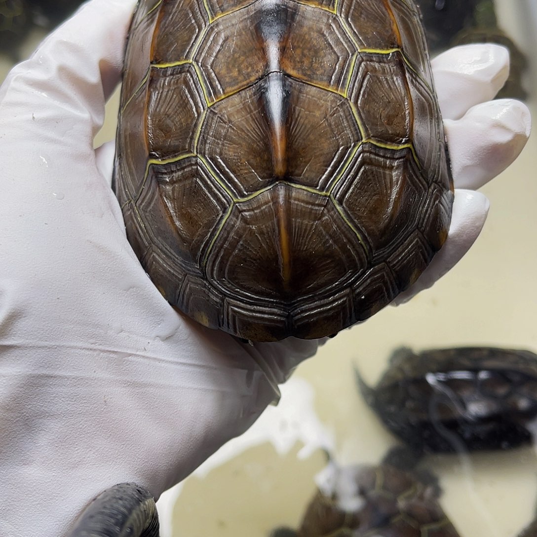 中华草龟母123899