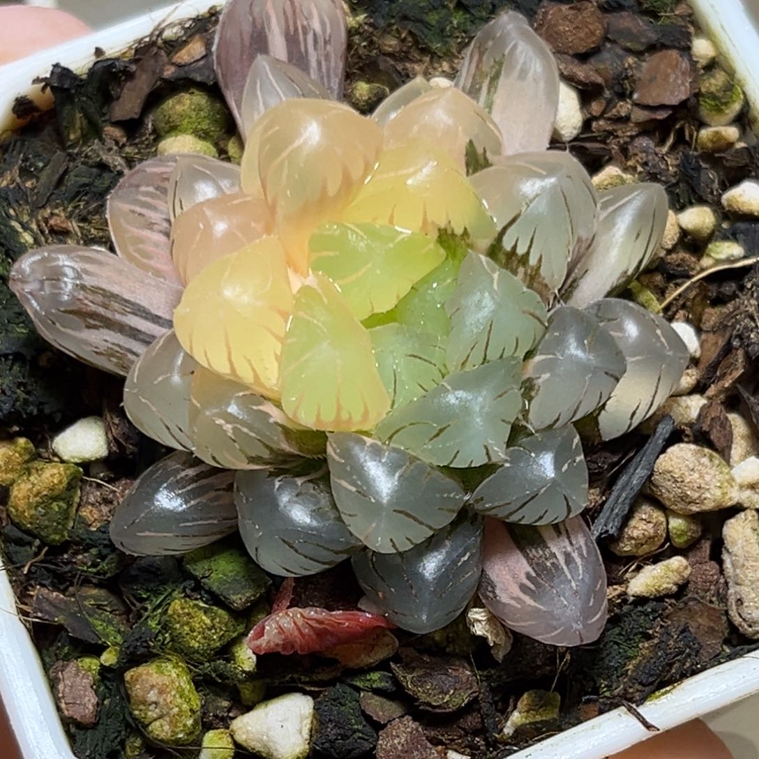 恭喜发财大吉大利823