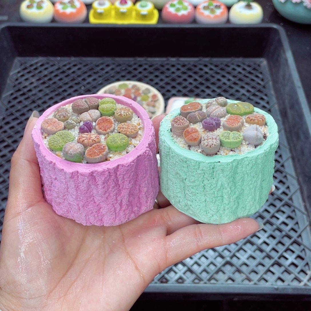w2204 带盆土发货一物一拍