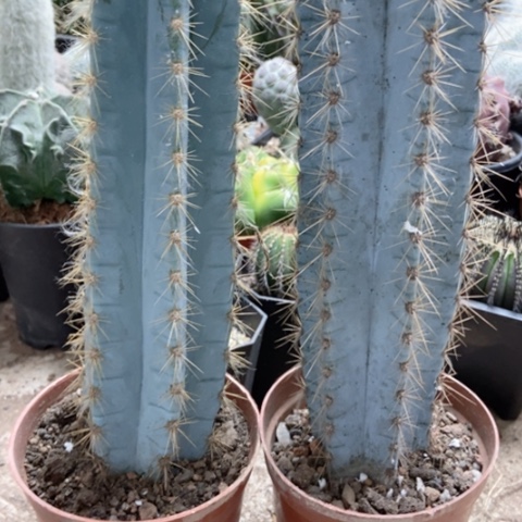 两盆蓝柱仙人球35米仙人球