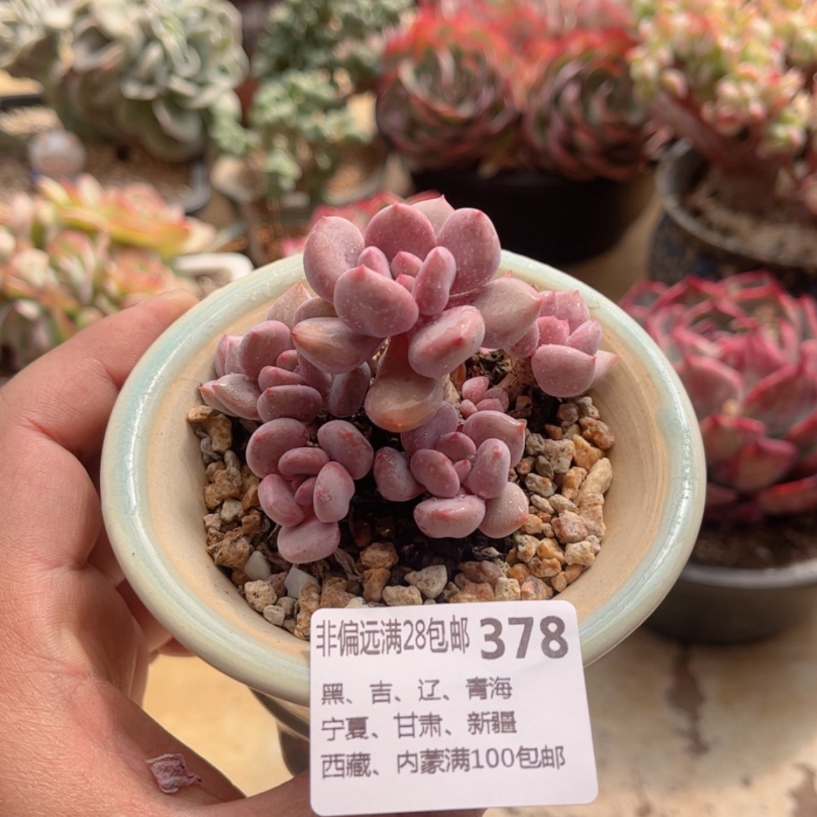 【闪购商品】378丘比特多肉