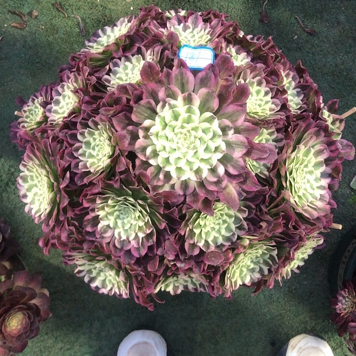 181水木年华多肉