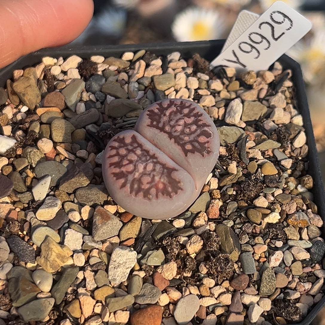 一物一拍菊母本9929紫菊