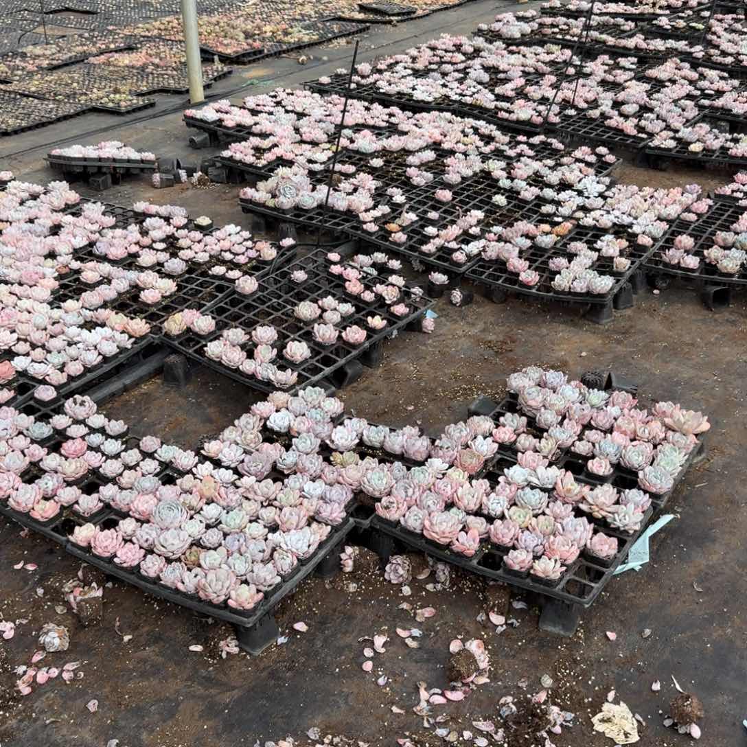 奶盖四十八颗带托架量拍