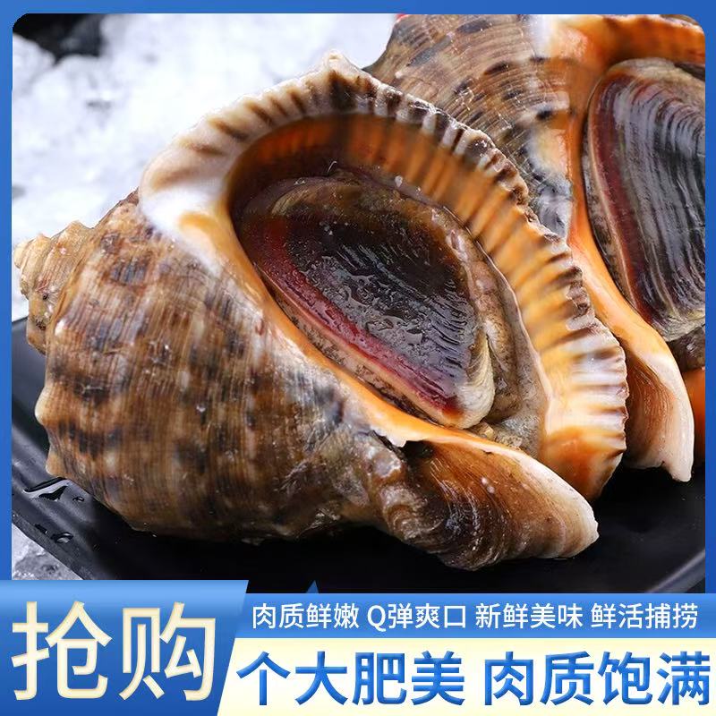 丹东东港小船大海螺 8-10头/斤 保鲜保活 紫色粘液正常 顺丰直达